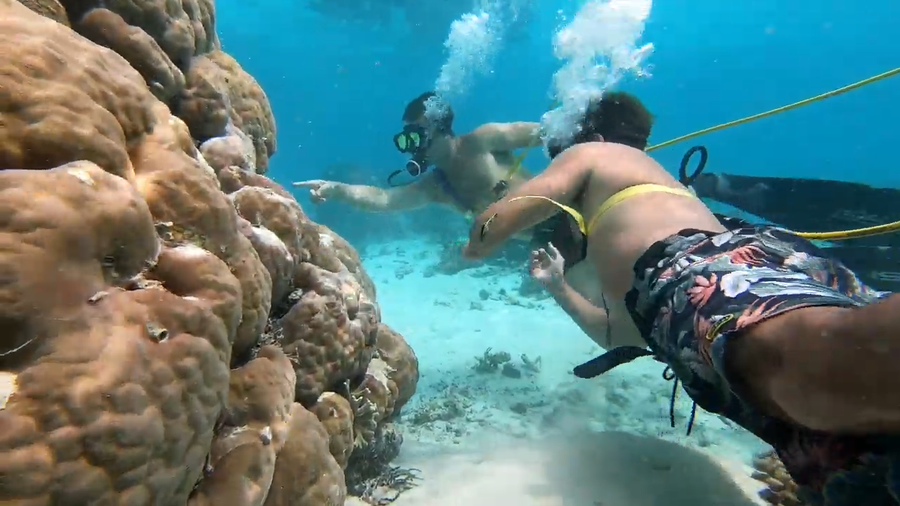 2 hookah divers pointing to hard coral reef  bommie