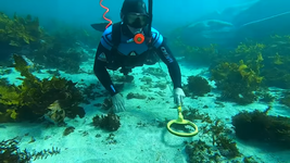  Portahookah hookah diver among coral using an underwater metal detector hunting for treasure and lost jewelry Picture